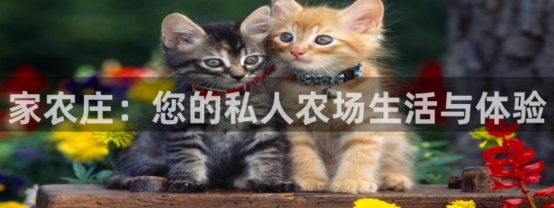 琳琅QQ娱乐机器人