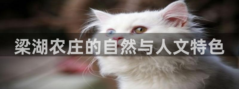 琳琅娱乐主管是谁