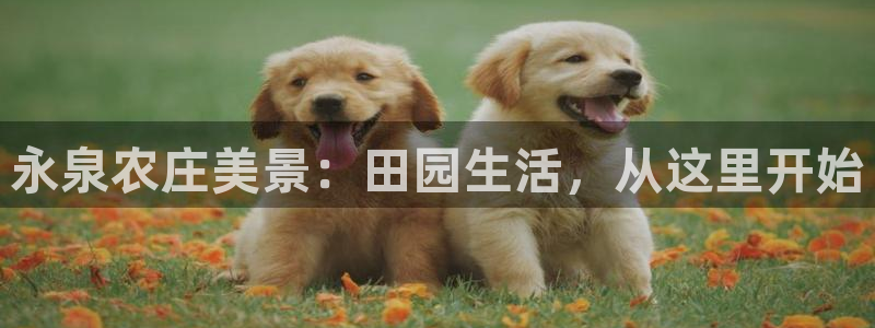 琳琅娱乐是什么