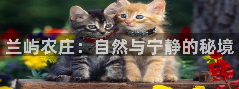 琳琅娱乐组飞车